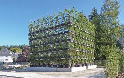 In Nagold wurde bereits ein Projekt der Baubotanik umgesetzt: Das Gebäude tritt durch die Platanenfassade weniger als Gebäude denn als Baum in Erscheinung und wird als Lücke im Stadtraum wahrgenommen.